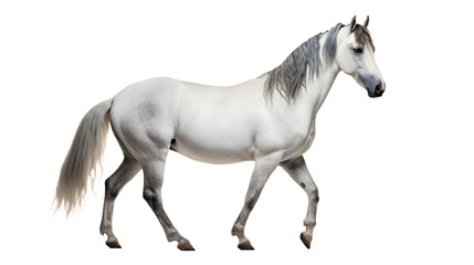 Naklejka na ściany i meble A majestic mustang horse stands tall, its white coat shining in the sunlight, as it gazes confidently ahead with its grey mane and tail flowing behind