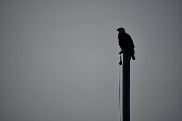 Eagle's silhouette on flag pole.