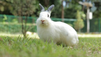 Cute white rabbit with long gray ears outdoors on the grass Eating grass with gusto. Animals that eat small mammals. Pets