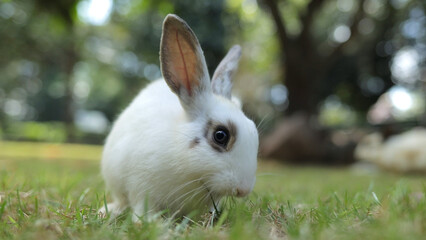 Close-up of a cute white rabbit with long gray ears. sitting on the grass outdoors Eating grass with gusto. Animals that eat small mammals. Pets
