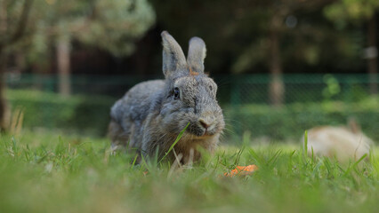 Cute gray rabbit with long ears outdoors on the grass Eating carrots with gusto. Animals that eat small mammals. Pets