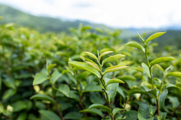 Top of Green tea leaf in the morning, tea plantation