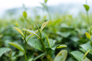 Top of Green tea leaf in the morning, tea plantation