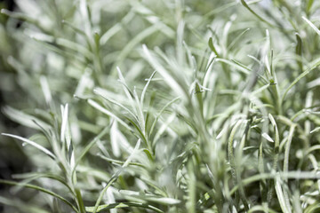 Fresh Rosemary Herb grow outdoor. Rosemary leaves Close-up.