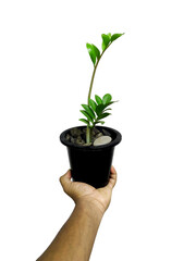 Roots of Tomorrow: Planting Trees to Save the Future