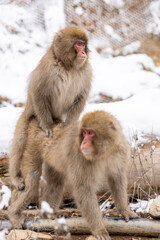Red-cheeked monkey in a hot spring in Japan. Snow Monkey Japanese Macaques bathe in onsen hot springs of Nagano, Japan