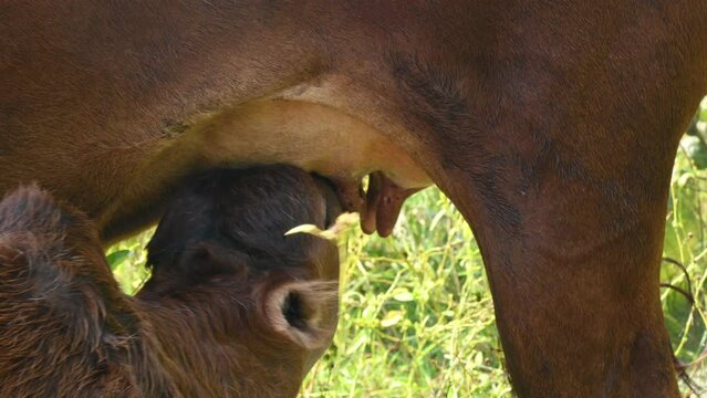 A cow feeding his calf. cute calves drinking milk. cattle Farming or husbandry concept. Indian cows and his baby. 