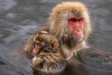 Red-cheeked monkey in a hot spring in Japan. Snow Monkey Japanese Macaques bathe in onsen hot springs of Nagano, Japan