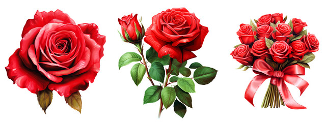 Watercolor Red Roses Flowers Clipart isolated on Transparent Background. Hand Drawn Watercolor Roses Flowers Png.