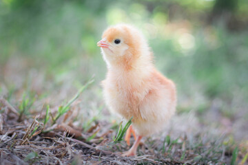 A chicken baby in the garden