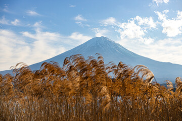 fuji background with reeds in japan winter