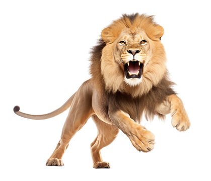 Transparent PNG - Lion on the Hunt