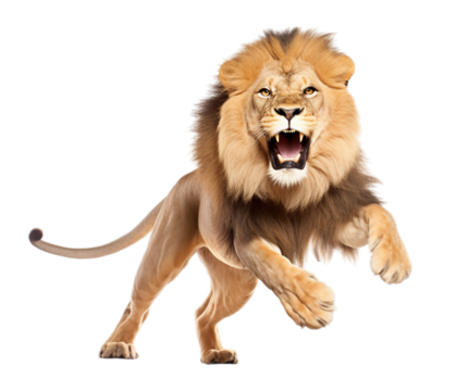 Transparent PNG - Lion on the Hunt - Powered by Adobe