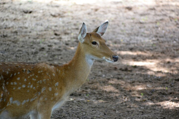 Vietnam, zoo, fawn deer with spots like in the cartoon Bambi