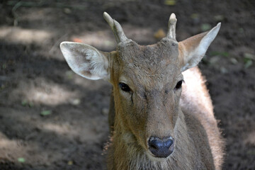 Vietnam, zoo, deer head with horns close up