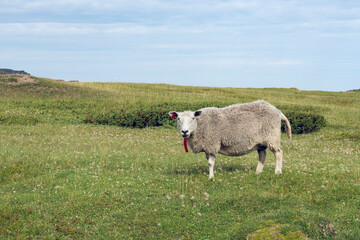 A sheep in a pasture, Varanger Peninsula, Northern Norway
