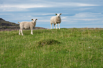 Obraz na płótnie Canvas Two sheep in a pasture, Varanger Peninsula, Northern Norway