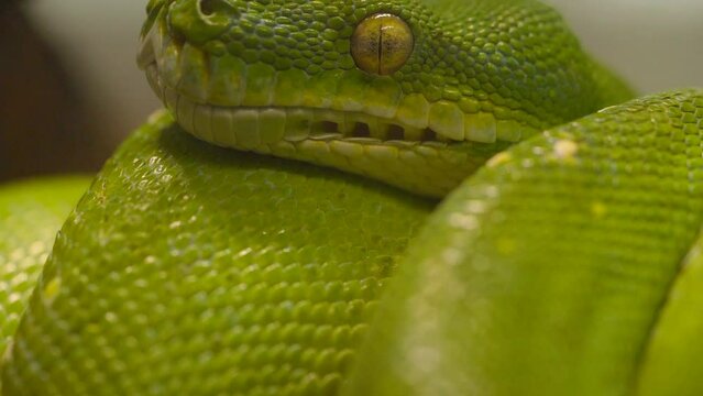 Macro Shot Of A Scary Looking Green Tree Python (Morelia viridis) - Close Up