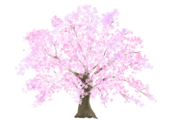 Fototapeta premium 満開の桜の木 背景素材