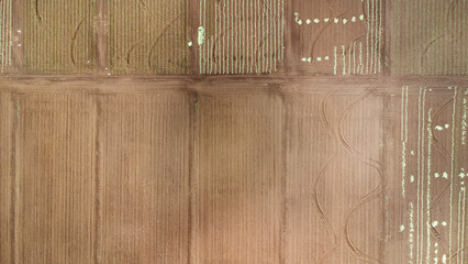 Aerial view of pineapple plantation. Harvesting at a pineapple farm. Cleared empty field