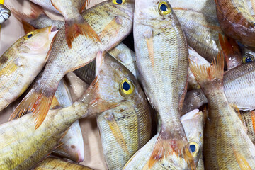 Fresh variety of fish at a fish market in Asia. Freshly caught fish. Market in the Philippines