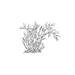 Fennel microgreen, hand drawn sketch vector illustration isolated on white