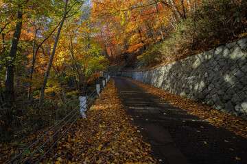 Fototapeta na wymiar 紅葉の中を通る林道