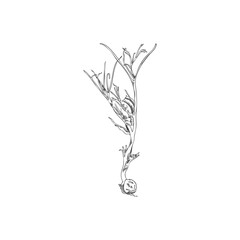 Micro green peas, vector engraved hand drawn unripe micro-green shoot, the first leaves with grain, natural organic herb