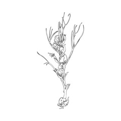 Fototapeta na wymiar Peas microgreen, hand drawn sketch vector illustration isolated on white