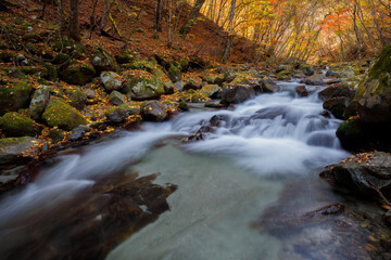 紅葉の森の中の渓流