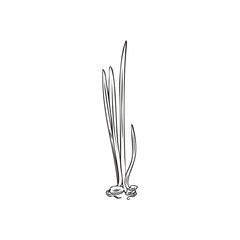 Microgreen, hand drawn black and white sketch, isolated vector illustration