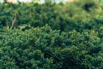 close up of green grass