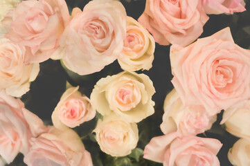 Background of pastel roses