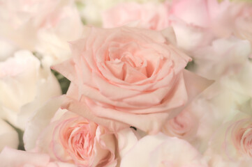 Background of pastel roses
