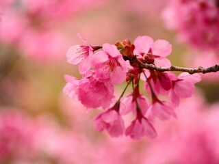 春の花　桜　ヨウコウザクラ