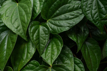 abstract green leaf texture, dark blue tone nature background, tropical leaf