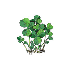 Microgreens clover, vector hand drawn natural organic healthy herb, raw sprouts with leaves for fragrant vitamin salad