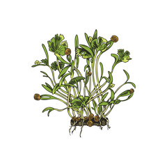 Obraz premium Microgreens. Young green leaves hand drawn vector illustration.