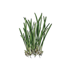 Microgreen. Barley grass seedlings vector illustration on white background.