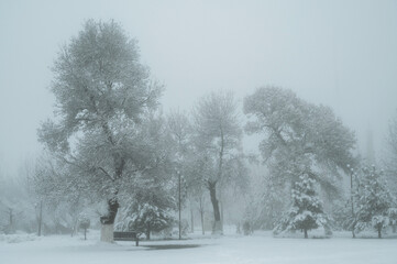 beautiful fairy tale winter landscape with trees in winter in the park with snow and fog