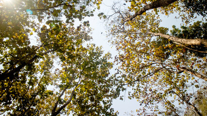 Photo taken under a tree with sunlight shining through