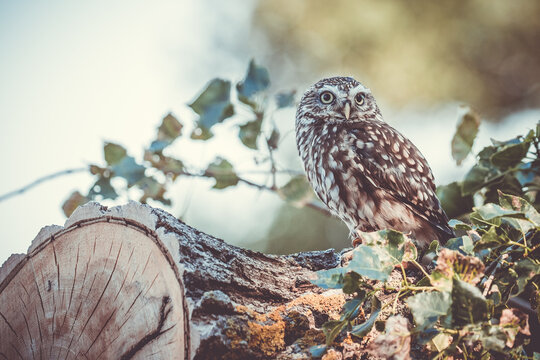 Little owl in a tree 