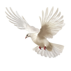 white dove flying