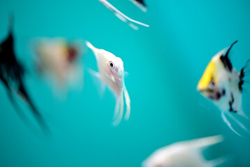 White fish swimming in water