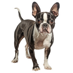 Boston terrier dog, on transparent background.
