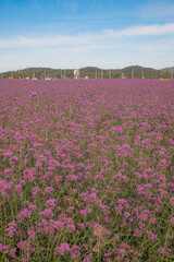 Obraz premium FLOWER