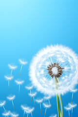 Beautiful white dandelion on blue background