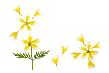 yellow flowers frangipani local flora arrangement flat lay postcard style 
