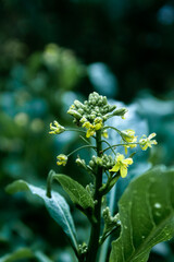 Flowers, green leaves, background images, graphics for illustration