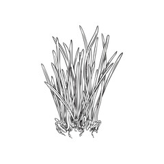 Wheat microgreens sketch.